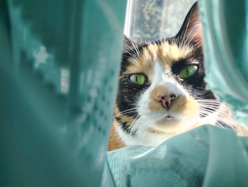 IMG_20250930_152641068_HDR